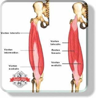 صورة تشريحية للعضلة