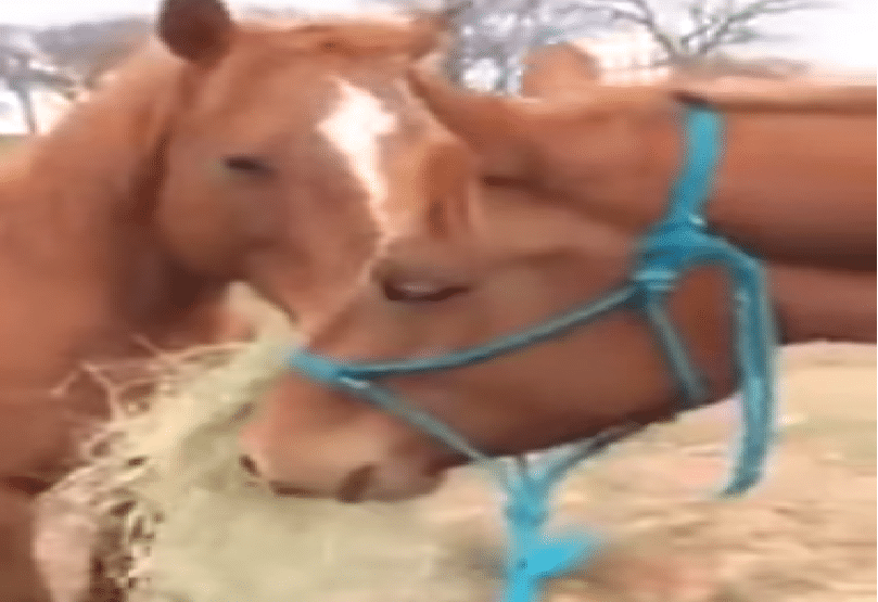 حصان يطعن حصان اخر كفيف