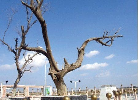 shajara