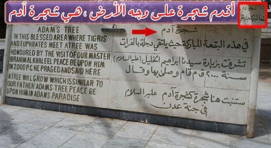 شجرة آدم