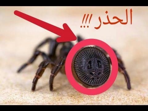 نجوم مصرية