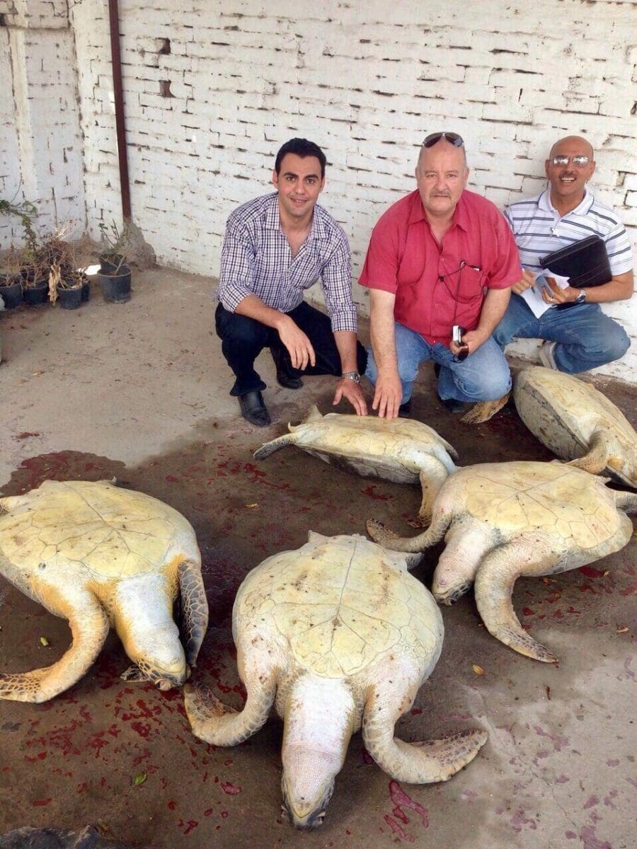 السلحفاة البحرية حيوان مهدد بالإنقراض من شواطئ الاسكندرية بسبب الخرافات