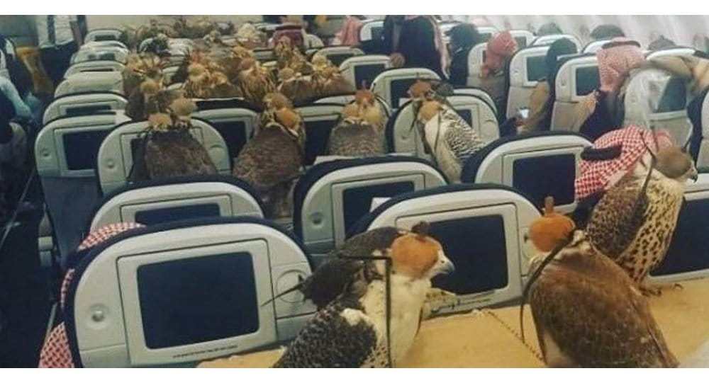 الصقور وهى داخل الطائرة