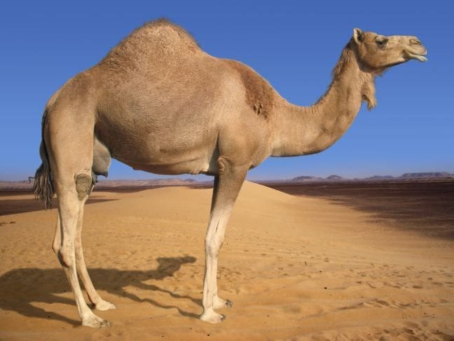 الحكمة من الوضوء بعدتناول لحم الابل