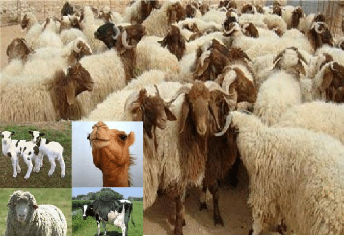 اسعار الاضاحى فى مصر2017