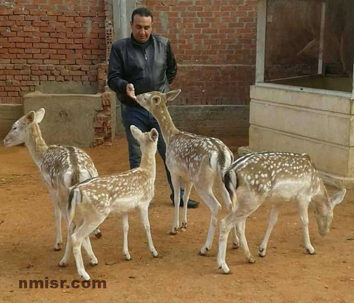 مشروع تربية الغزال الاوربى