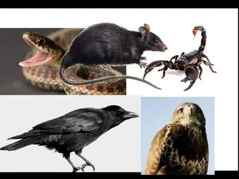 حيوانات أمرنا الرسول بقتلها