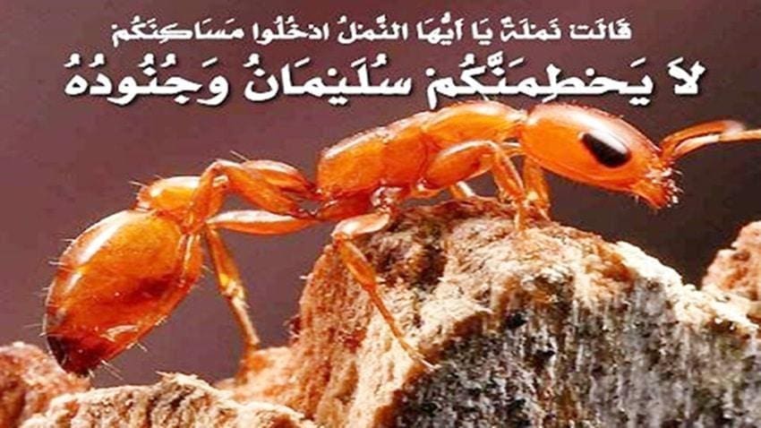 قصة نملة سيدنا سليمان عليه السلام