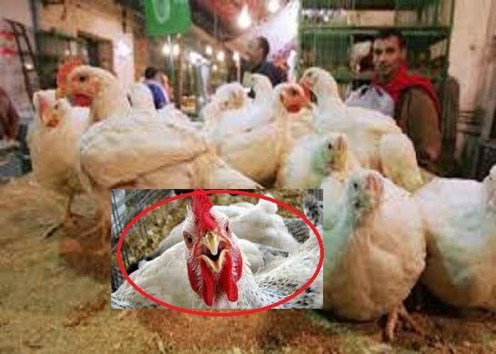 أسعار الدواجن اليوم
