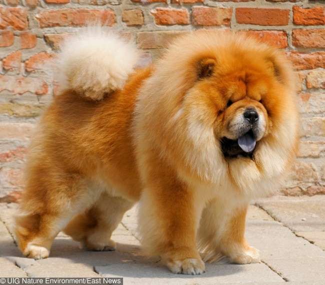 Chow Chow