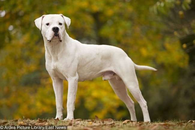 Dogo Argentino