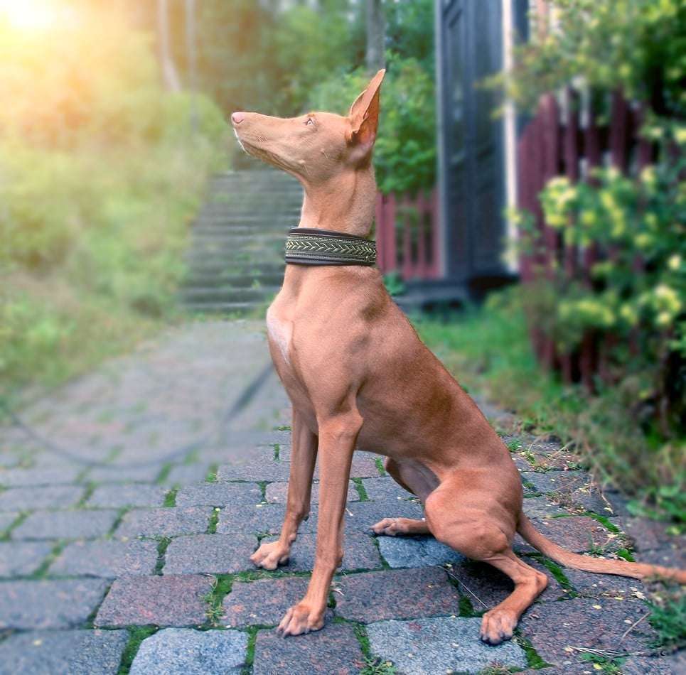 Pharaoh Hound