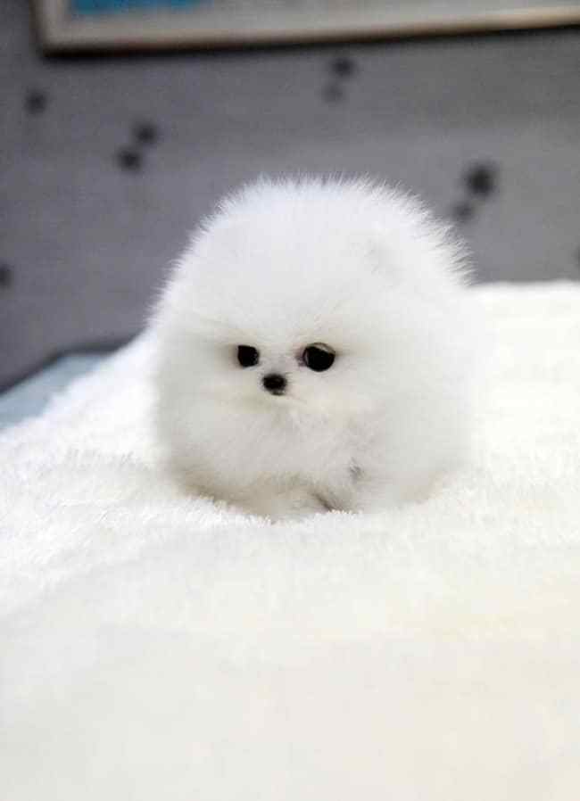 Pomeranian Spitz