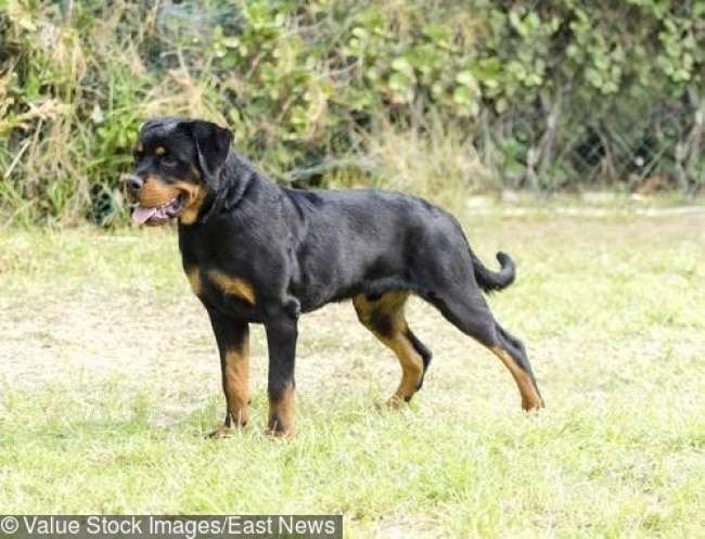 Rottweiler