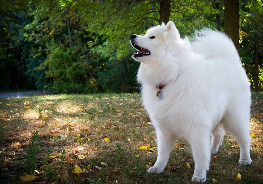 Samoyed