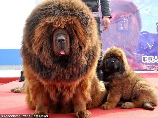 Tibetan Mastiff