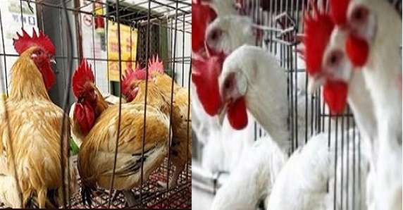 منع بيع الدواجن الحية