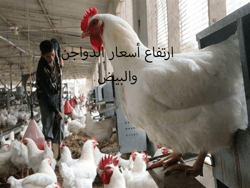 ارتفاع سعر الدواجن والبيض