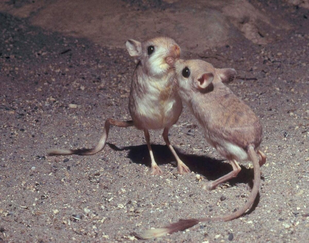 حيوان بحرف الياء