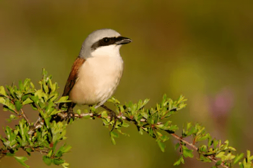 طائر الصرد