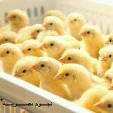 سعر الدواجن اليوم