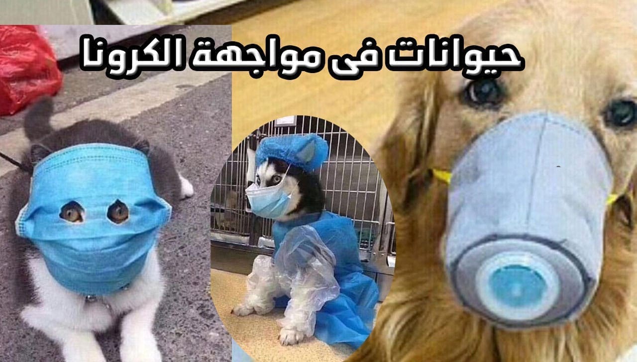 الكرونا والحيوانات