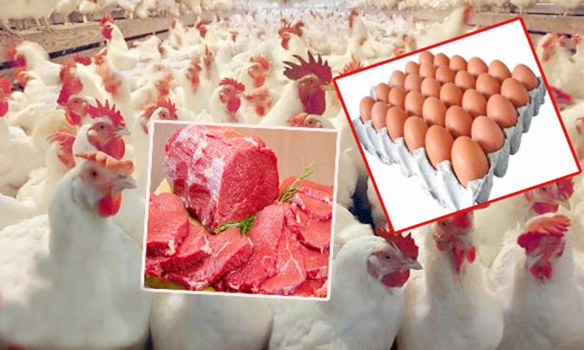 أسعار اللحوم والدواجن
