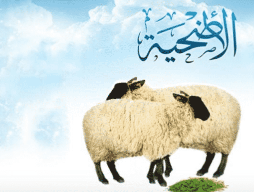 ما هي الشروط الواجبة في الأضحية