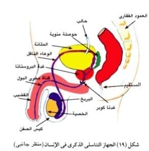 صورة 17