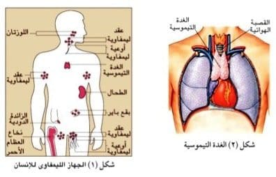 صورة 26