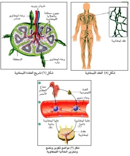 صورة 28