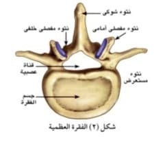 صورة 2