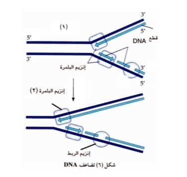 صورة 46