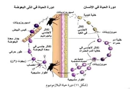 صورة 58