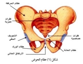 صورة 6