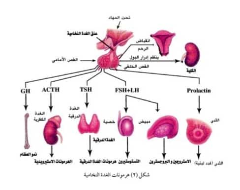 صورة 69