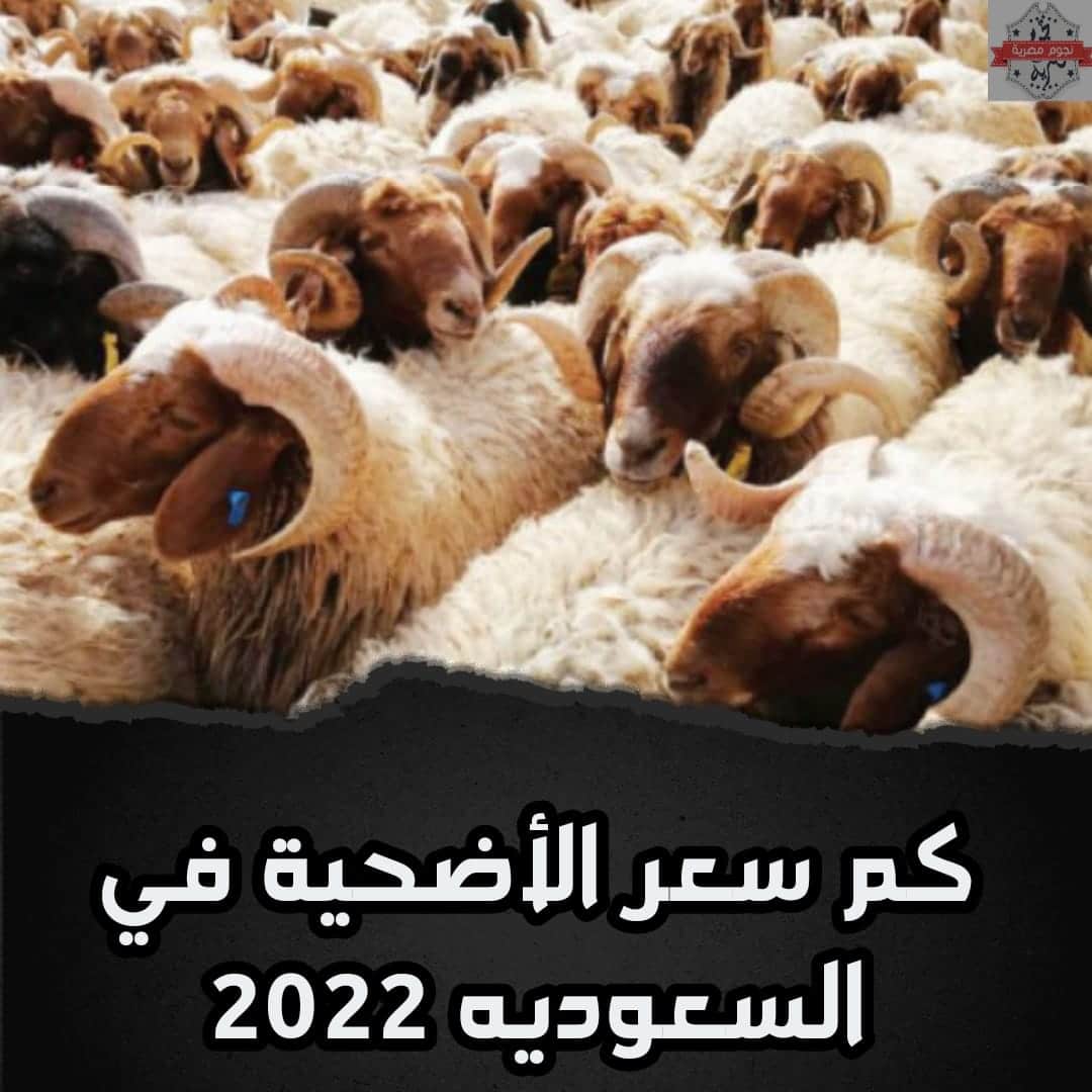 سعر الخروف في السعودية 2022