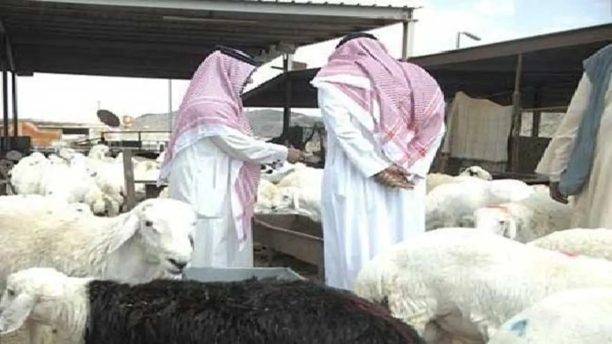 طفرة غير مسبوقة بأسعار الأضاحي بالسعودية ومصر 