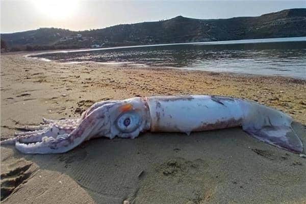 حبار كيب تاون، ظهور حبار، حبار ضخم، حبار