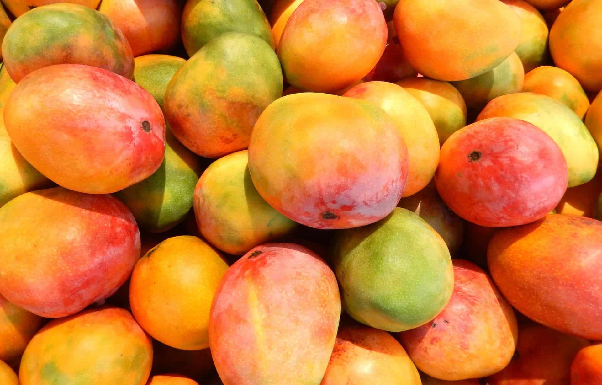 أسعار المانجو