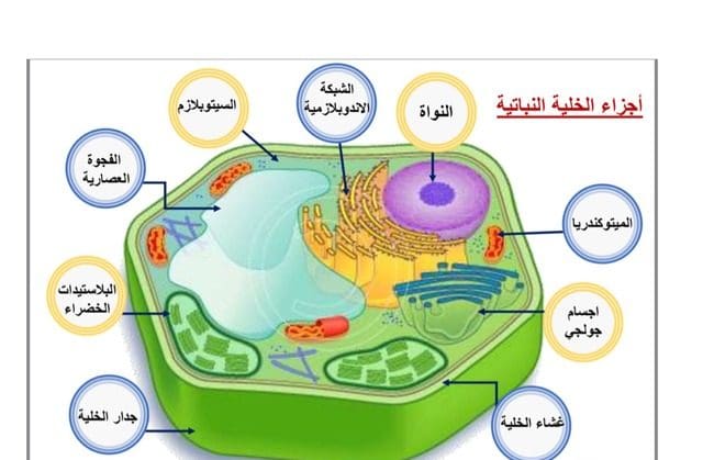 أي التراكيب الآتية توجد في الخلايا النباتية