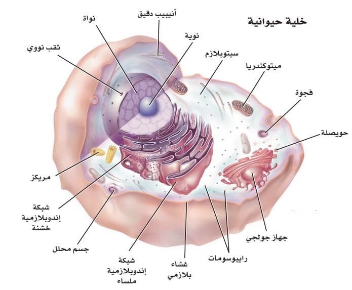 الخلية الحيوانية