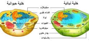 الفارق بين الخلية النباتية الحيوانية