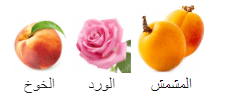 ميس ديور
