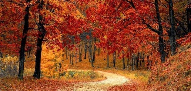 تغير ألوان الأشجار إلى الأحمر