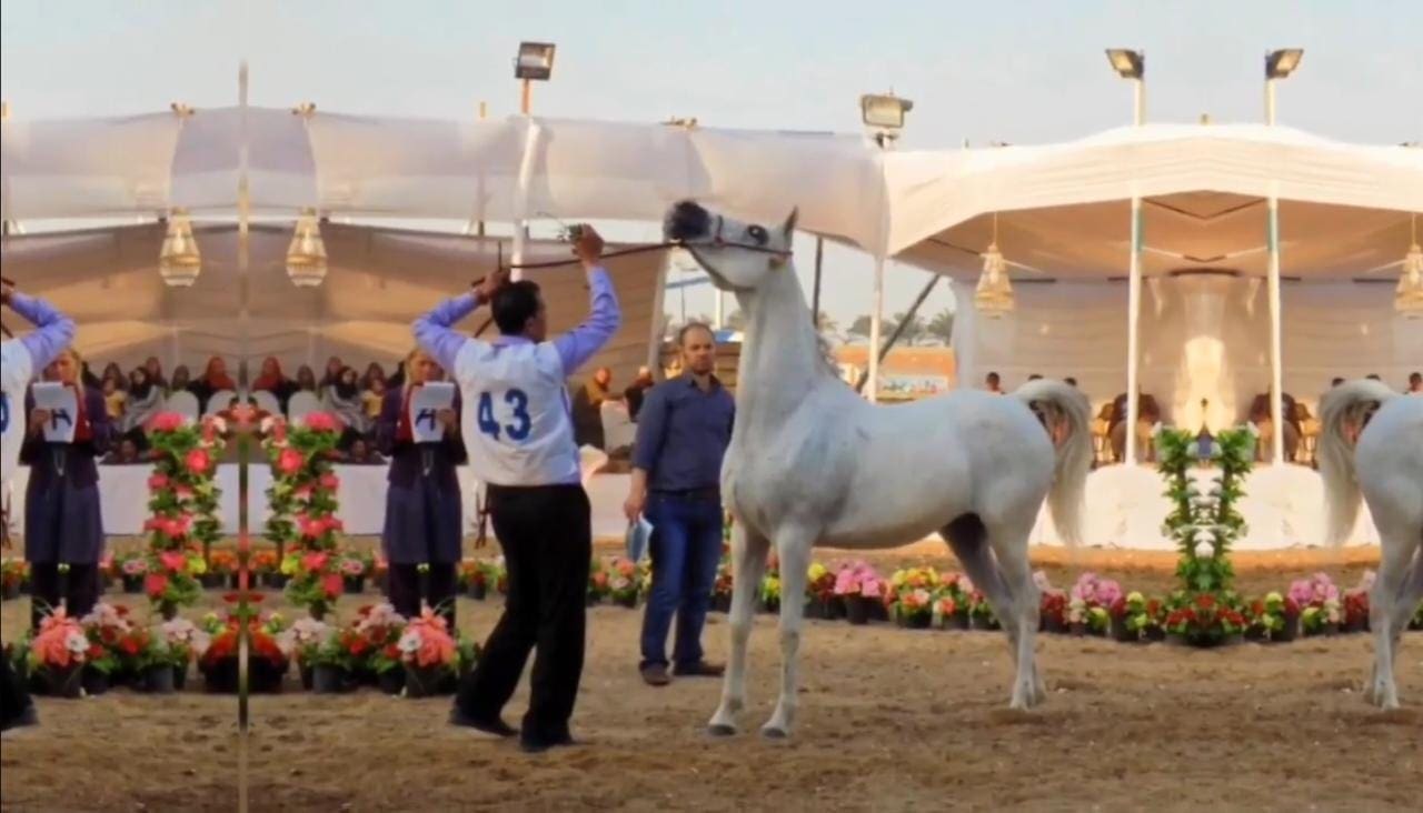مهرجان الشرقية للخيول العربية