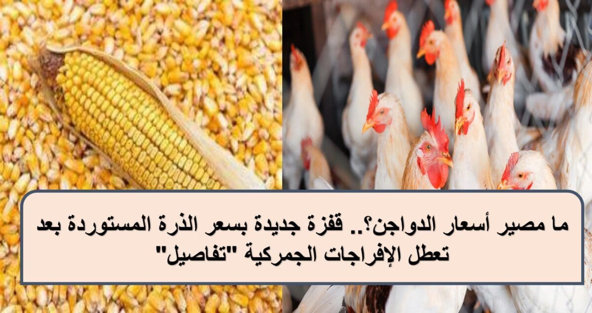 قفزة جديدة بسعر الذرة المستوردة بعد تعطل الإفراجات الجمركية