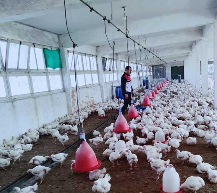 مربو الدواجن يتوقعون زيادة جديدة بالأسعار
