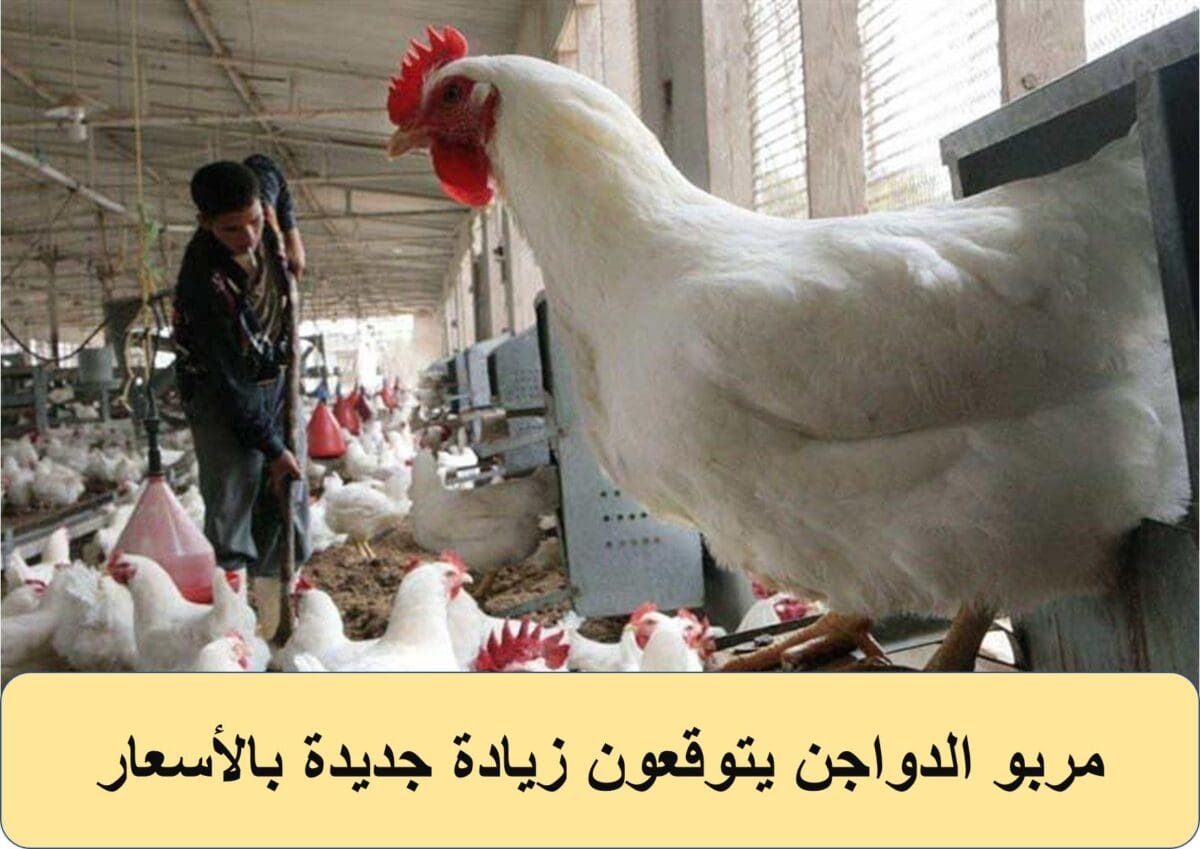 مربو الدواجن يتوقعون زيادة جديدة بالأسعار