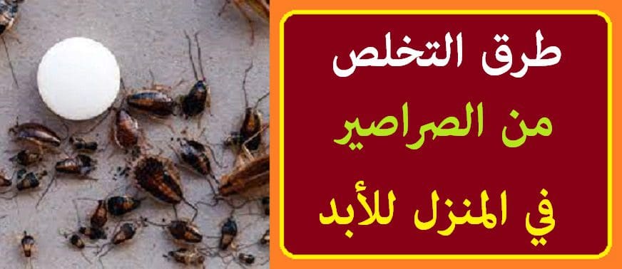 طرق القضاء على الصراصير في المنزل